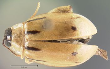 Media type: image; Entomology 19118   Aspect: habitus dorsal view